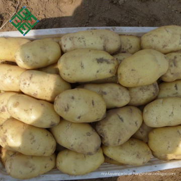 China Big Fresh Potato Fornecedor 100% batata doce roxo natural